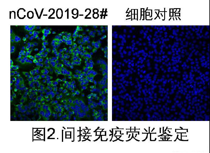 細(xì)胞對(duì)照