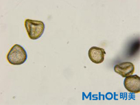 明美生物顯微鏡在藥材檢測領(lǐng)域的應(yīng)用