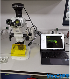 明美體視熒光顯微鏡助力湖南師范大學(xué)果蠅模式生物觀察
