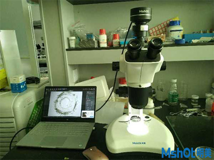 明美顯微鏡相機(jī)助力武漢某科技公司腸道切片觀察
