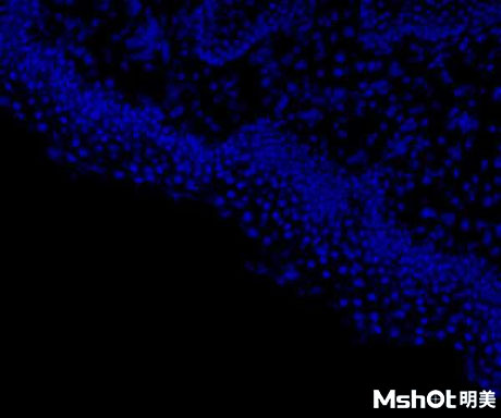 明美熒光模塊應(yīng)用于細(xì)胞切片觀察