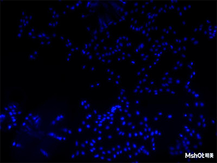 熒光顯微鏡看細(xì)胞