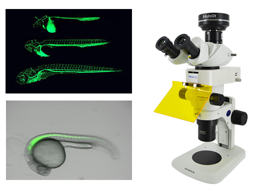 MSHOT明美體視熒光顯微鏡應(yīng)用于斑馬魚觀察
