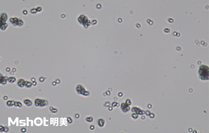 觀察鈦白粉用什么顯微鏡？