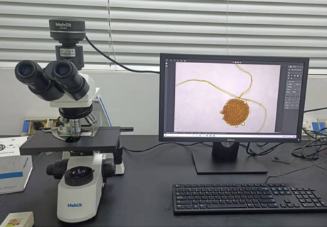 毛霉用什么顯微鏡觀察？