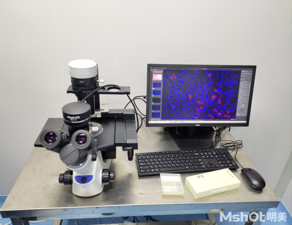 倒置熒光顯微鏡的下骨髓細(xì)胞