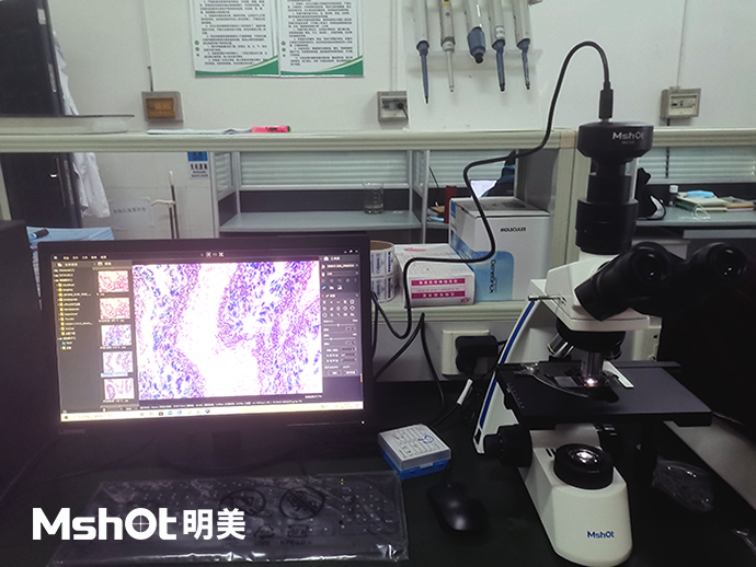 河蜆可以用什么顯微鏡觀察？