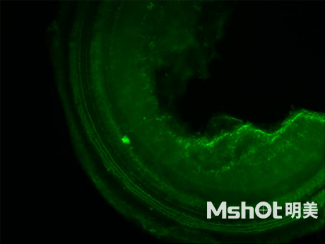 倒置熒光顯微鏡應(yīng)用于小鼠耳蝸觀察