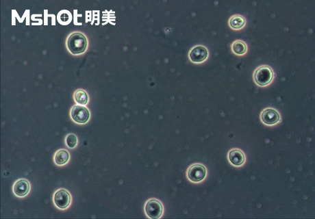 生物顯微鏡ML51-M觀察染色酵母菌