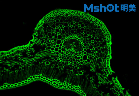 生物顯微鏡ML51-M觀察染色酵母菌