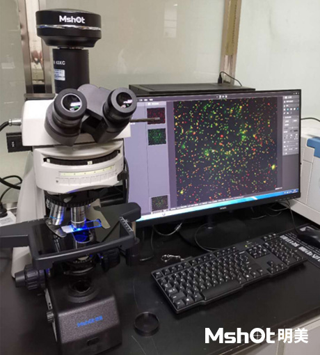 研究級正置熒光顯微鏡MF43-N